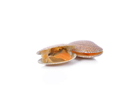 Surf clam, Short necked clam, Carpet clam, Venus shell, Baby clam isolated on white...