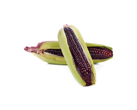 purple corn on a white backgroundの写真素材