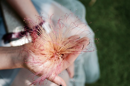 flowerの写真素材