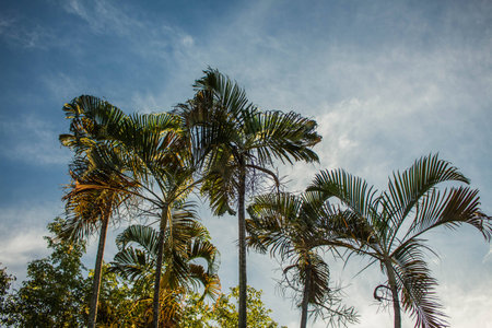 Palm trees