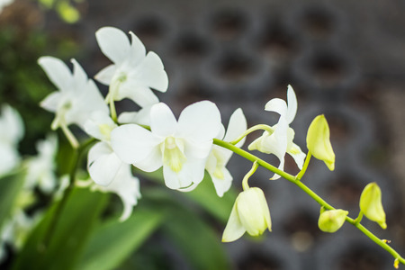 Fresh white orchid flowers isolatedの写真素材