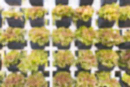 fresh organic lettuce in hydroponic farmの写真素材