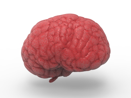 3d rendering red brain on white background