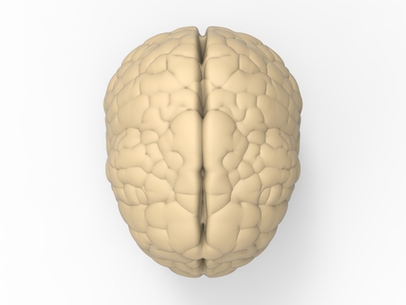 3d rendering white brain on white background