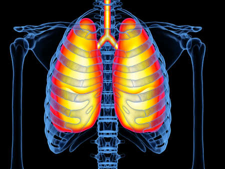 3d rendering chest x-ray with lungs in painの写真素材