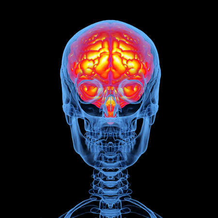 3d rendering x-ray human skull with brain isolated on black background