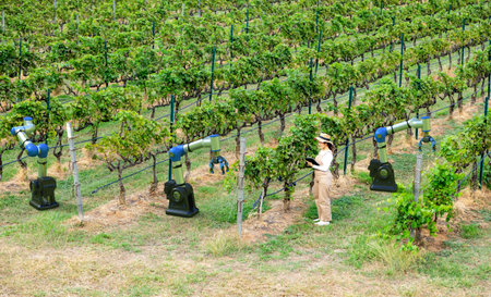 Smart vineyard system with asian winegrower work with robotic armsの写真素材