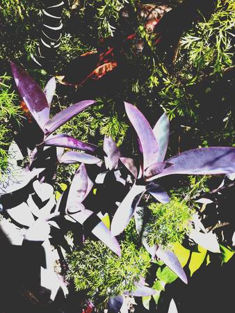 The violet in green morning
