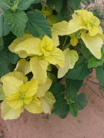 Plant springの素材