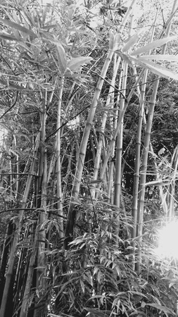 Bamboo leafの素材