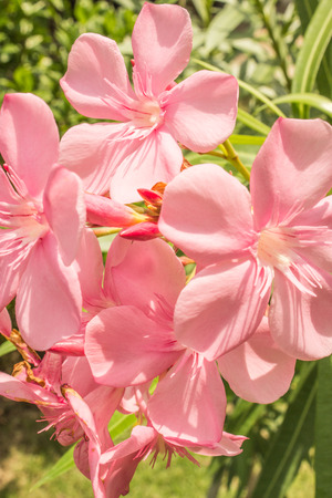Oleander