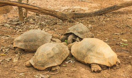 Eating turtleの写真素材