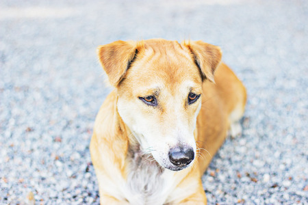 Dog in the templeの写真素材