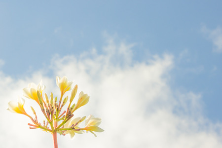 Sky blue with white flowersの写真素材