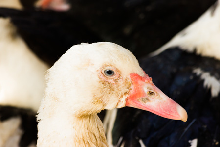 Closeup of Lesser Whistling Duck (Dendrocygna javanica) standing with one legの写真素材