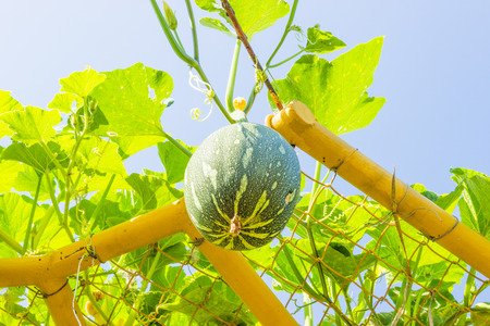 giant pumpkins at jim thompson farm in thailandの写真素材