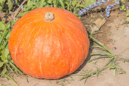 giant pumpkins at jim thompson farm in thailandの写真素材
