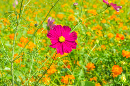 Fuchsia Colored Cosmos Flowersの写真素材