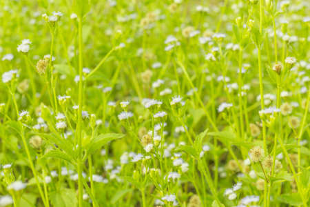 Tiny spring flowers with shallow depth of fieldの写真素材