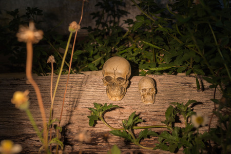 Still Life skullの写真素材