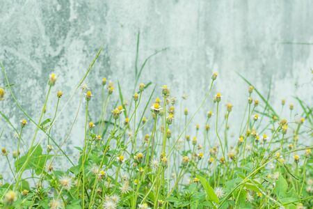 Tiny Spring flower meadowの写真素材