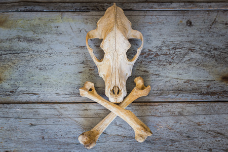 Still Life Canine skull close up of wooden Backgroundの写真素材