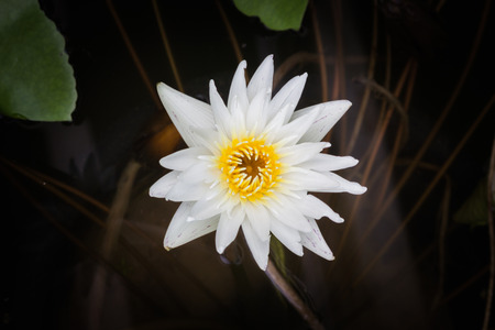 Beautiful Lotusの写真素材