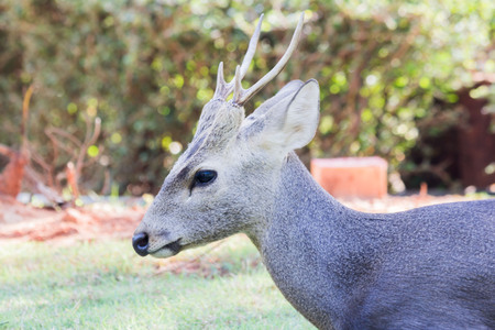 Portrait of Cheetal Spotted deer.の写真素材