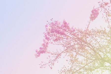 Pink flowers on the park natureの写真素材