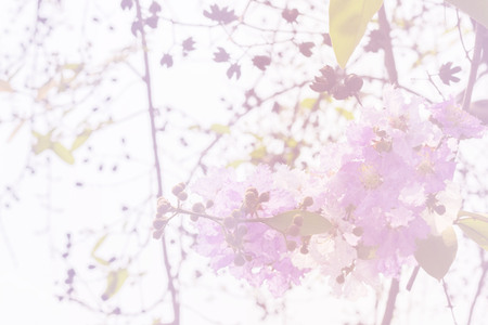 Pink flowers on the park natureの写真素材