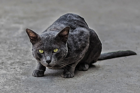 portrait beautiful catの写真素材