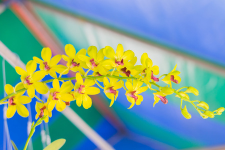 Beautiful orchid garden, outdoor backgroundの写真素材