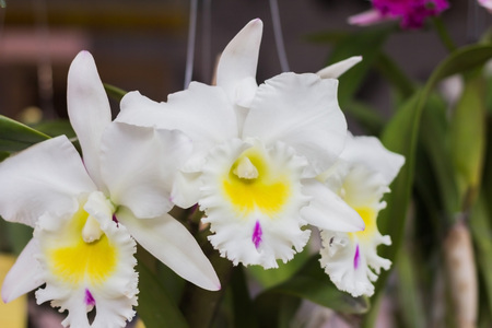 Beautiful orchid garden, outdoor backgroundの写真素材