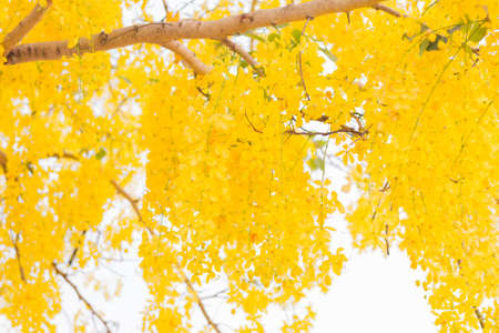 Cassia fistula flower backgroundの写真素材
