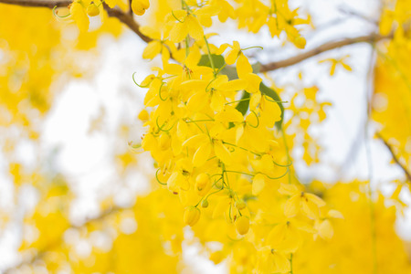 Cassia fistula flower backgroundの写真素材
