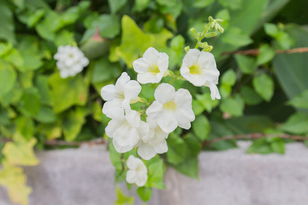 Green grass and chamomiles in the natureの写真素材