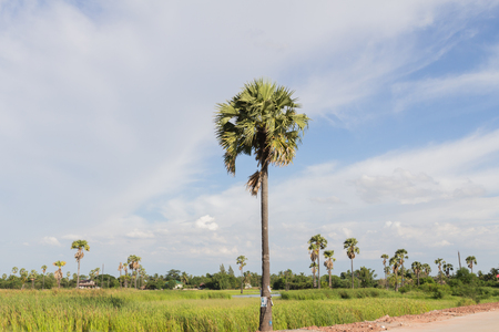 California palm trees in vintage style.の写真素材