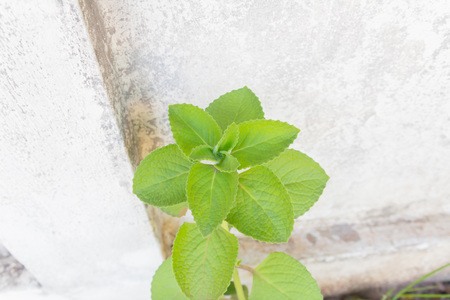 ndian borage, Plectranthus amboinicus (Lour.) Spreng. ( Syn. Coleus amboinicus Lour.)の写真素材