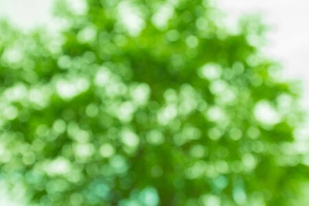 blurred Natural green bright blur backgroundの写真素材