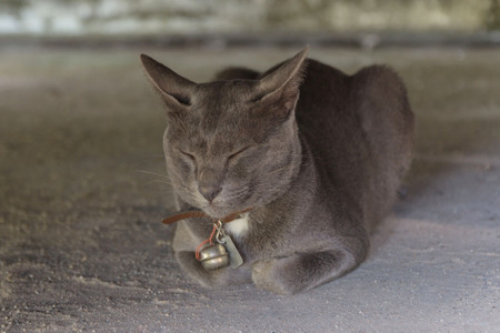 Black catの写真素材