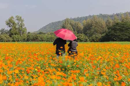 Woman standing Cosmos flowers at beautiful in the garden flowers.の写真素材