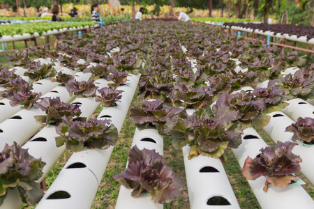 Hydroponics vegetable growing in the nursery