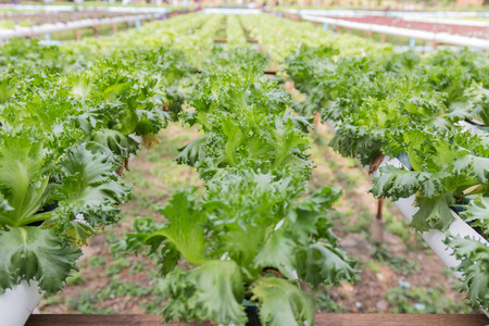 Hydroponics vegetable growing in the nurseryの写真素材