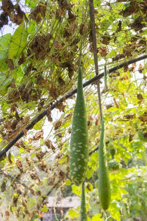 Green mullionの写真素材