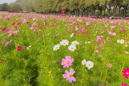 Pink white and red cosmos flowers garden,Blurry to soft focus and retro film look new color modern tone.の写真素材