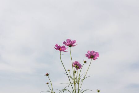 Pink white and red cosmos flowers garden,Blurry to soft focus and retro film look new color modern tone.の写真素材