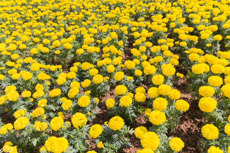 Marigold flowers in the meadow in the sunlight. Yellow marigold flowers in the gardenの写真素材