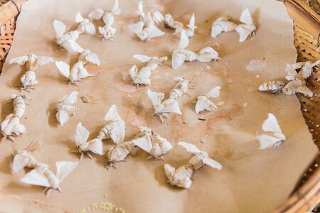 Silkworm cocoons in weave bamboo threshing basketの写真素材