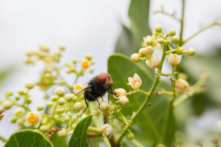Blow fly, carrion fly, bluebottles, greenbottles, or cluster fly