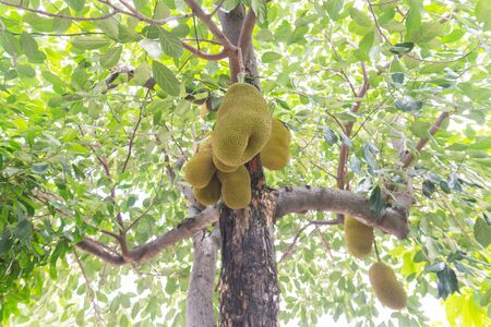 Jackfruit Tree and young Jackfruitsの写真素材